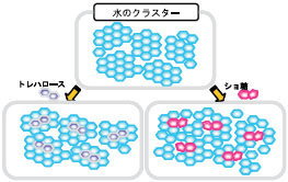 海藻糖與水的鏈結